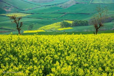میهمانی شکوفه های بهاری - گلستان