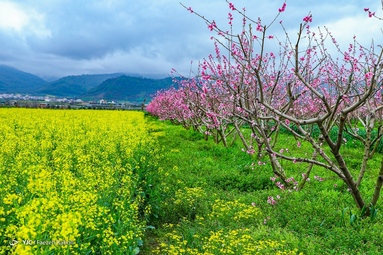 میهمانی شکوفه های بهاری - گلستان