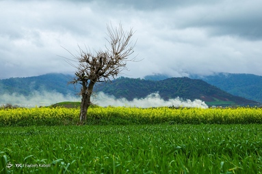 میهمانی شکوفه های بهاری - گلستان