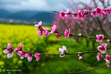 میهمانی شکوفه های بهاری - گلستان