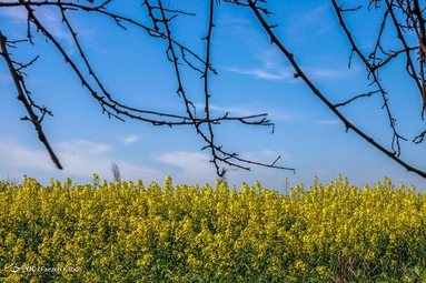 میهمانی شکوفه های بهاری - گلستان
