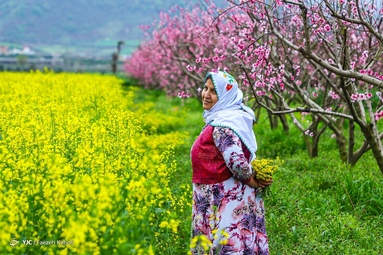میهمانی شکوفه های بهاری - گلستان