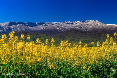 میهمانی شکوفه های بهاری - گلستان