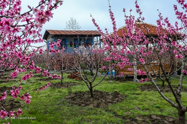 میهمانی شکوفه های بهاری - گلستان