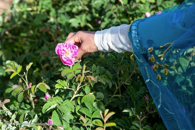 جشنواره گل و گلاب میمند - استان فارس