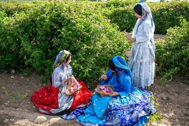 جشنواره گل و گلاب میمند - استان فارس