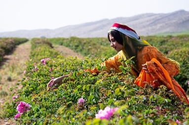 جشنواره گل و گلاب میمند - استان فارس