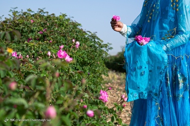 جشنواره گل و گلاب میمند - استان فارس