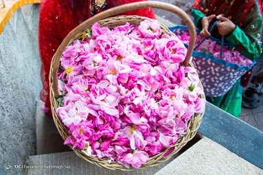 جشنواره گل و گلاب میمند - استان فارس