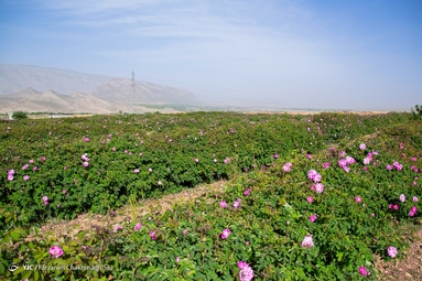 جشنواره گل و گلاب میمند - استان فارس
