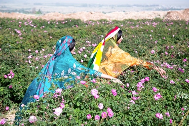 جشنواره گل و گلاب میمند - استان فارس