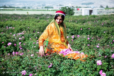 جشنواره گل و گلاب میمند - استان فارس