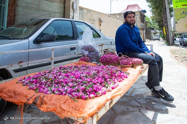 جشنواره گل و گلاب میمند - استان فارس