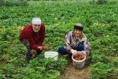 برداشت توت فرنگی - گلستان