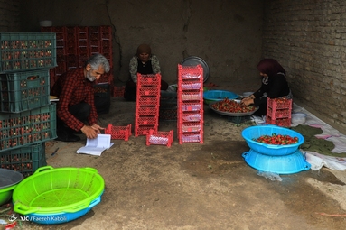 برداشت توت فرنگی - گلستان