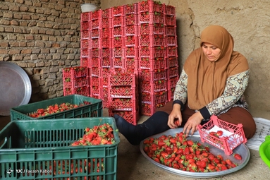 برداشت توت فرنگی - گلستان
