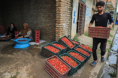 برداشت توت فرنگی - گلستان