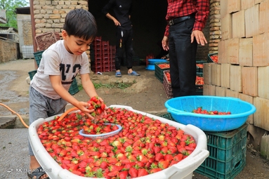 برداشت توت فرنگی - گلستان