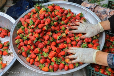 برداشت توت فرنگی - گلستان