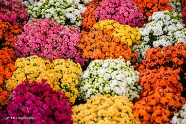 هجدهمین نمایشگاه بین‌المللی گل و گیاه تهران
