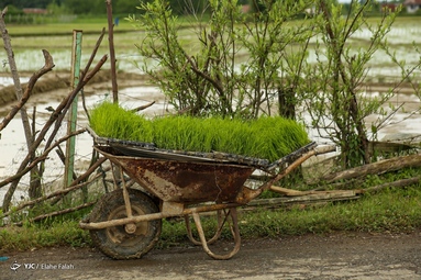 نشاء کاری برنج - گیلان