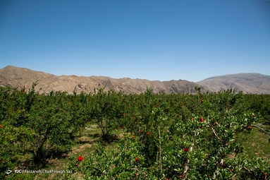 برداشت گلنار فارسی در باغات ارسنجان - فارس