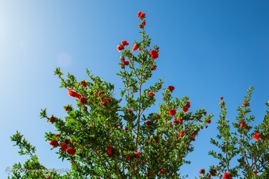برداشت گلنار فارسی در باغات ارسنجان - فارس