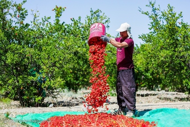 برداشت گلنار فارسی در باغات ارسنجان - فارس