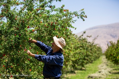 برداشت گلنار فارسی در باغات ارسنجان - فارس