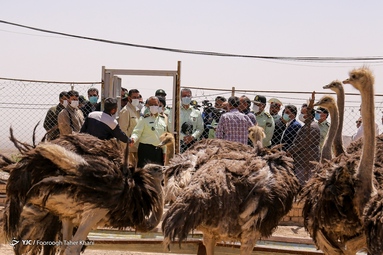 در حاشیه طرح ظفر ۱۷