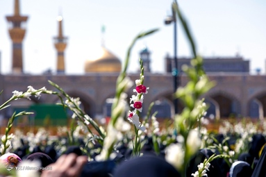 مراسم گلباران حرم مطهر امام رضا (ع) در سالروز ولادت حضرت معصومه(س) و آغاز دهه کرامت