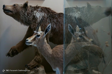 پارک و موزه ملی بمو - استان فارس