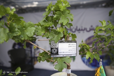 گردهمایی شرکت‌های دانش بنیان خراسان رضوی