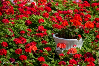 به مناسبت روز ملی گل و گیاه