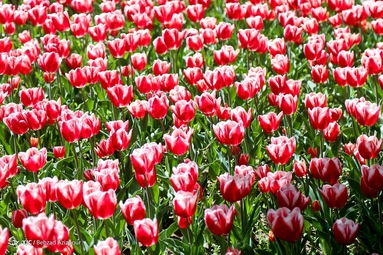 به مناسبت روز ملی گل و گیاه