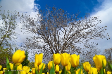 به مناسبت روز ملی گل و گیاه