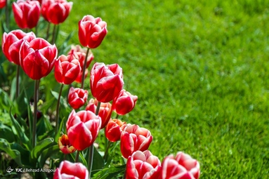 به مناسبت روز ملی گل و گیاه