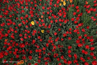 به مناسبت روز ملی گل و گیاه