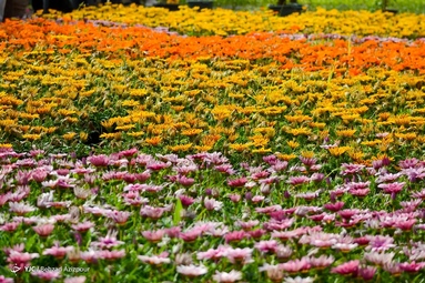 به مناسبت روز ملی گل و گیاه