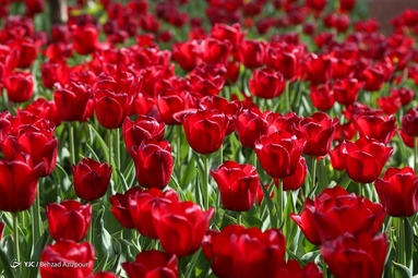 به مناسبت روز ملی گل و گیاه
