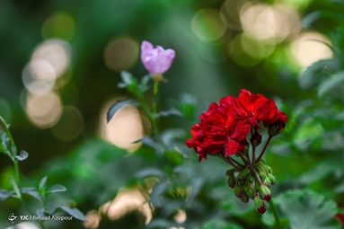 به مناسبت روز ملی گل و گیاه