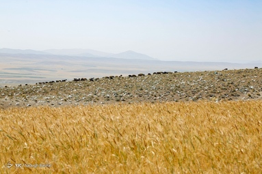 مراتع و زمین های کشاورزی شهرستان سمیرم در محاصره زباله های انسانی- اصفهان