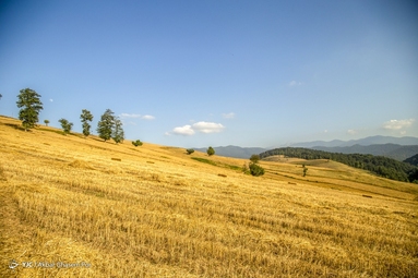 برداشت خوشه‌های طلایی  - مازندران