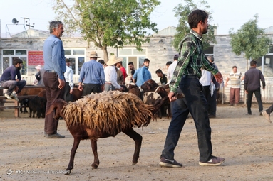 بازار فروش دام در آستانه عید قربان - زنجان