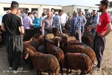 بازار فروش دام در آستانه عید قربان - زنجان
