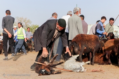 بازار فروش دام در آستانه عید قربان - زنجان
