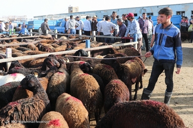 بازار فروش دام در آستانه عید قربان - زنجان