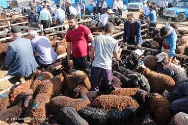 بازار فروش دام در آستانه عید قربان - زنجان