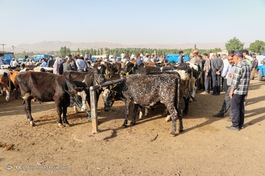 بازار فروش دام در آستانه عید قربان - زنجان
