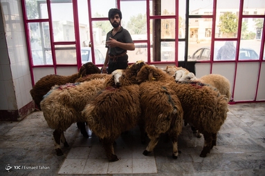 کشتارگاه دام در روز عید قربان